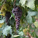 Montebianco * Faiano