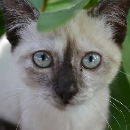 Montebianco Frühstückspension Faiano