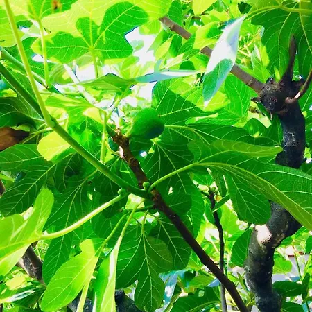 فندق مبيت وإفطار Montebianco