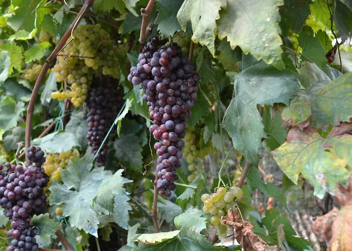 Montebianco * Faiano