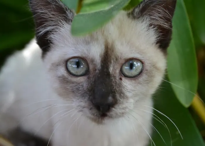 Montebianco Nocleg ze śniadaniem Faiano