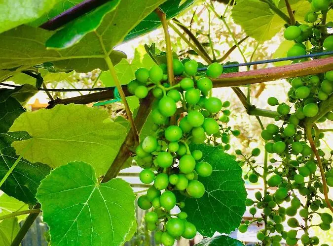 Alojamento de Acomodação e Pequeno-almoço Montebianco *