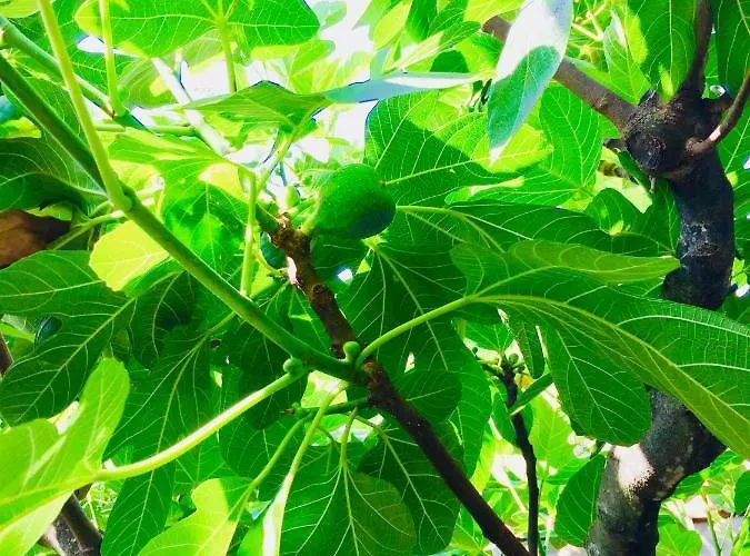 Nocleg ze śniadaniem Montebianco